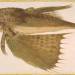 Fish Flying Gurnard (Dactylopterus volitans)